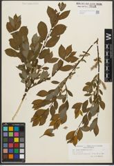 Foto von Salix starkeana Willd.